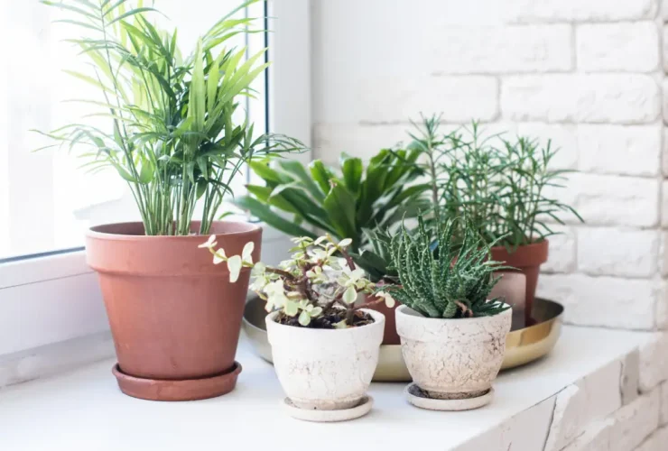 fertilizar suas plantas domésticas