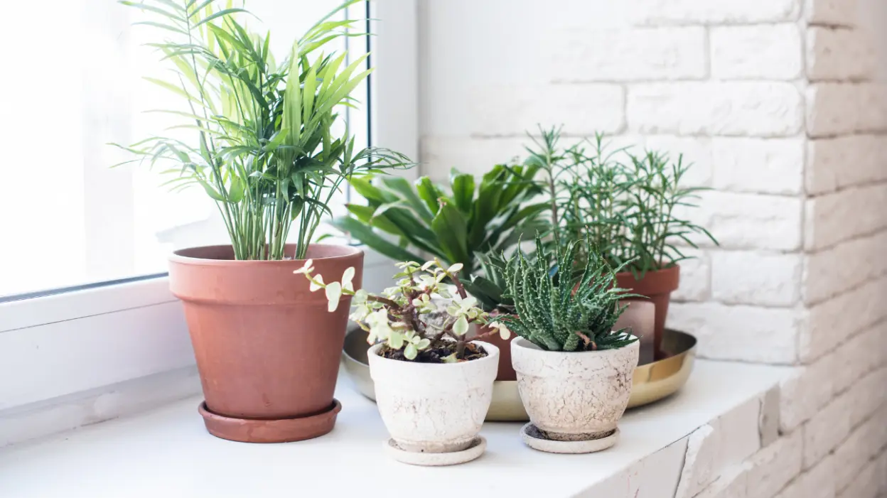 fertilizar suas plantas domésticas