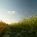 Pode jogar Roundup na grama