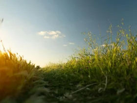 Pode jogar Roundup na grama