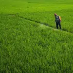 Qual a diferença entre herbicida e glifosato