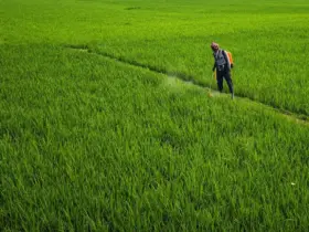Qual a diferença entre herbicida e glifosato