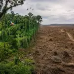 Perda da biodiversidade: causas, consequências e como evitar
