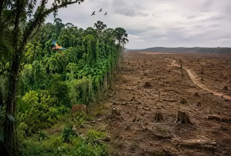 Perda da biodiversidade: causas, consequências e como evitar